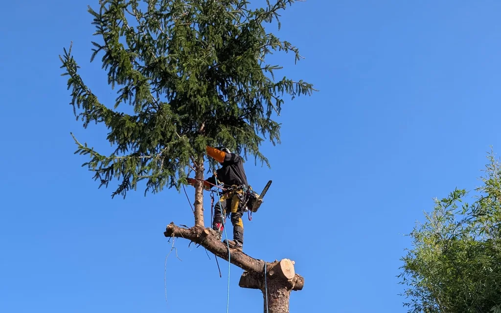 Démontage et abattage sécurisé d'arbres