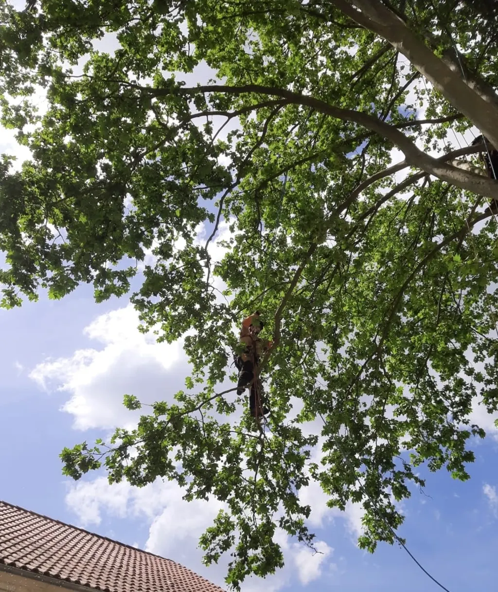 Élagueur en grimpe taillant un arbre en hauteur, en sécurité, près de Bergerac