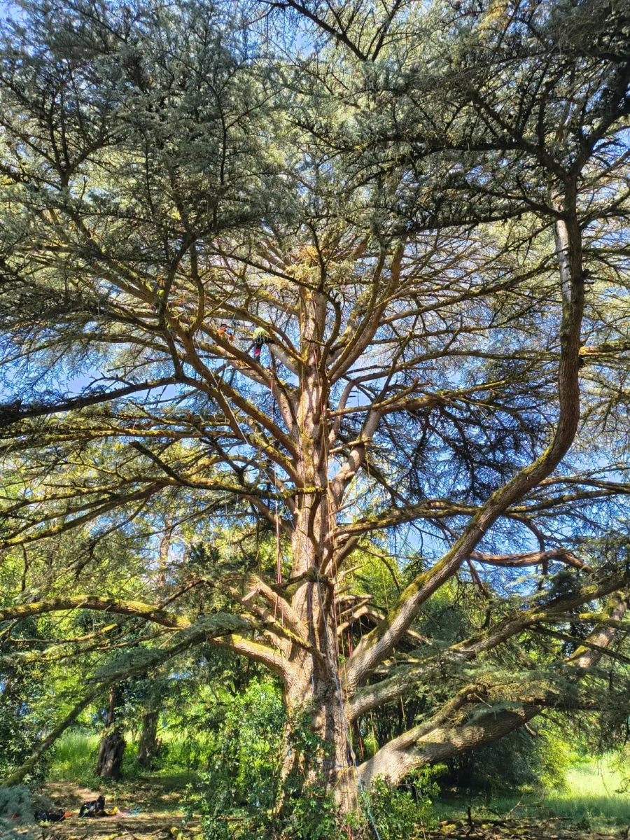Élagueur D'Arbre en Herbe en intervention sur un grand cèdre près de Bergerac